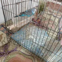 مرغ عشق سالم