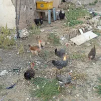 مرغ محلی