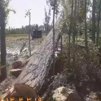 خرید انواع چوب|خدمات باغبانی و درختکاری|اراک, |دیوار