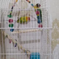 طوطی با۵تاتخم