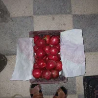 شهرضا انار سوپر،گل،و متوسط