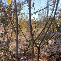 800-مسکونی-احمدآباد