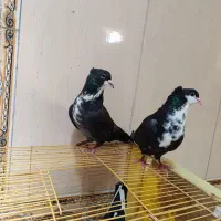 کفتر|پرنده|زابل, |دیوار