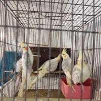 یک جفت عروس هلندی دو ماهی|پرنده|خرمدره, |دیوار