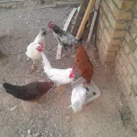 خروس و مرغ جوان