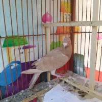 سوسکی،زرد،سینه|پرنده|مشهد, سرافرازان|دیوار