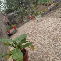 ۳۰۰متر زمین ۶۸متر بنا قیمت ۳ملیارد|فروش خانه و ویلا|نشتارود, |دیوار