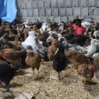جوجه گلپایگانی(کشاورزی)|حیوانات مزرعه|جم, |دیوار