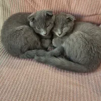 واگذاری گربه اسکاتیش فولد دو تا نر شناسنامه دار