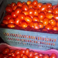 گوجه تمیز برای رب