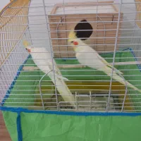 یک جفت عروس هلندی لوتینویک ساله|پرنده|سیاهکل, |دیوار