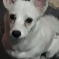 اشپیتز شیواوا ۴ ماهه