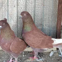 فروش یه جفت سرخ دهن جور