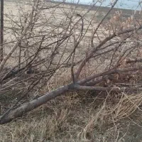 فروش چوب هرسی میوه ذغال،پوشال،خاک اره|خدمات باغبانی و درختکاری|خاوه, |دیوار