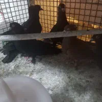 کبوتر|پرنده|خسروشاه, |دیوار