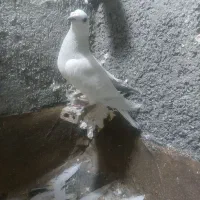 10 عدد کفتر صید دانه ۱۸۰