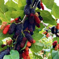 نهال گیلاس گردو کیوی سیب گلابی تمشک|خدمات باغبانی و درختکاری|فومن, |دیوار