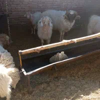 گوسفند‌فروشی