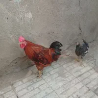 خروس.