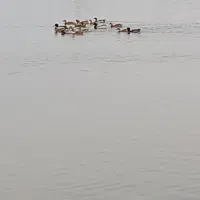 اردک‌پروازی‌جفت‌۷۰۰تومان‌تعداد۲۰‌عدد|حیوانات مزرعه|طاهرگوراب, |دیوار