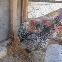 مرغ و خروس سیبرایت|حیوانات مزرعه|زرقان, |دیوار