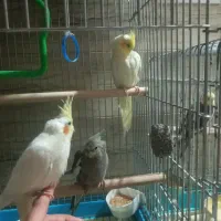 عروس هلندی یک جفت با چهار جوجه همراه با دو قفس|پرنده|خوی, |دیوار