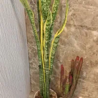 سانسوریاوکاکتوس