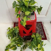 سانسوریا و زامفولیا و انواع گلهای آپارتمانی|گل و گیاه طبیعی|مشهد, قائم|دیوار