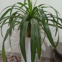 گل و گلدان