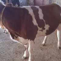 یک راس تلیسه سیمینتال|حیوانات مزرعه|کوهدشت, |دیوار