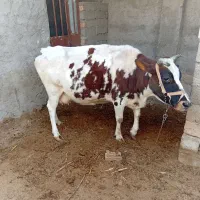 گاو شیری|حیوانات مزرعه|خمک, |دیوار