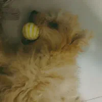 سگ پودل کراس|سگ|مشهد, کوی ولیعصر|دیوار