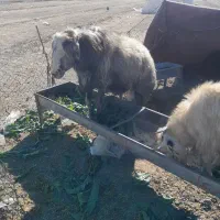 باسلام ۳تا قورچ چاق قصابی جوان بفروش میرسد