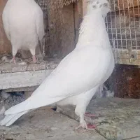 ماده کلدار پرشی|پرنده|قم, نخودی|دیوار