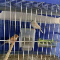 یک عدد قناری ماده دو عدد قناری نر|پرنده|شاهین‌شهر, طالقانی|دیوار