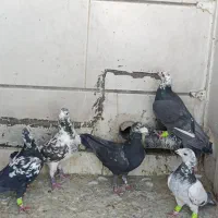 پلاکی بزک|پرنده|شیراز, گویم|دیوار