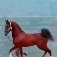 اسب نریان سلطنتی|اسب و تجهیزات اسب‌سواری|تهران, حر|دیوار