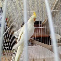 عروس هلندی|پرنده|چناران, |دیوار