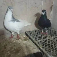 کفتر ،ذات شهری