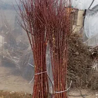 نهال پربار انجیر گلابی مرکبات زرشک پسته غرب نهال