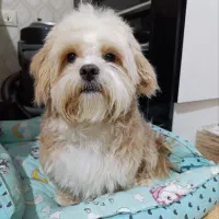 سگ شیتزو فلت