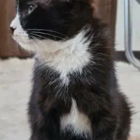 گربه واگذاری|گربه|اصفهان, بهارستان|دیوار