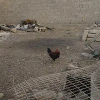 خروس دو عدد|حیوانات مزرعه|گلمکان, |دیوار