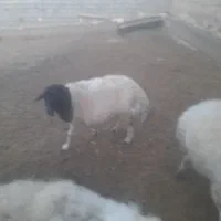 میش اوست جوان درشت|حیوانات مزرعه|تربت جام, جلگه موسی آباد|دیوار