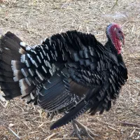 بوقلمون نر|حیوانات مزرعه|چناران, |دیوار