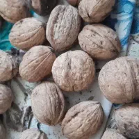 گردوباپوست موجودکیلو370|خوردنی و آشامیدنی|بهشهر, |دیوار