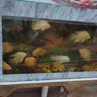 ماهی|ماهی|تربت جام, معدآباد|دیوار