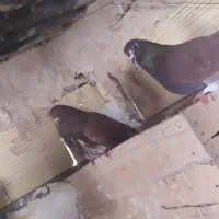 کبوتر پرشی تهرونی