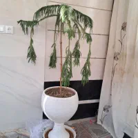 گلدان سرامیکی بزرگ