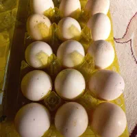 تخم برهما لاری چهل تاج